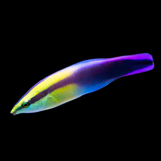 Ikan Pembersih atau si dokter laut adalah salah satu penghuni terumbu karang pada spot snorkeling <strong>gili ketapang snorkeling</strong>. Ikan ini sangat berperan dalam menjaga kesehatan ikan-ikan lain, bahkan ikan-ikan besarpun tidak memangsa ikan pembersih, sebab mereka tahu jika mereka sakit membutuhkan pertolongan ikan pembersih.Ikan pembersih, membersihkan bakteri-bakteri yang hinggap pada tubuh ikan bahkan yang berada dalam rongga mulut ikan. Ikan pembersih adalah spesies ikan yang berperan penting dalam ekosistem laut dengan membersihkan parasit, sel kulit mati, dan kotoran dari tubuh ikan lain. Contohnya adalah ikan gobi pembersih (Elacatinus spp.) dan ikan bintik biru (Labroides dimidiatus). Mereka sering ditemukan di "stasiun pembersihan" di terumbu karang, tempat ikan lain datang untuk dibersihkan. Peran mereka membantu menjaga kesehatan populasi ikan dan keseimbangan ekosistem laut.